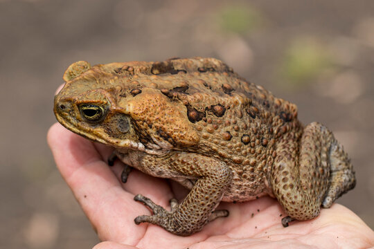 Large Cane Toad on hand showing the large parotid gland. Australian invasive species