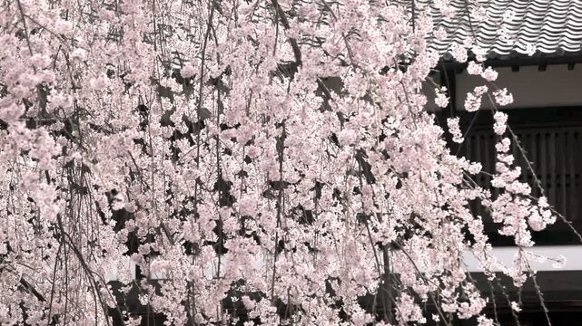 麻績の里の舞台桜