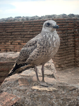 Jeune mouette brune pos&eacute;e sur des pierres anciennes, oiseau sauvage aux plumes brunes tachet&eacute;es se reposant sur des ruines historiques par une journ&eacute;e ensoleil&eacute;e