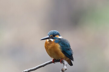 Fototapeta premium Common kingfisher perched on a branch