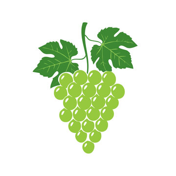 Green grape cluster with leaves vector illustration