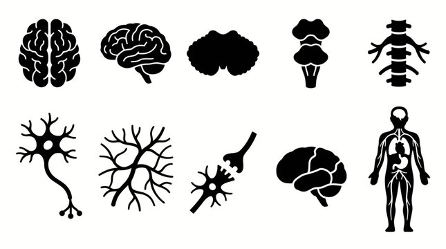 Set of human nervous system and brain icons.