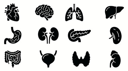 Fototapeta premium Set of human internal organs flat vector icons.