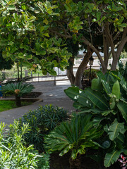 Obraz premium Lush tropical garden with exotic plants in Gran Canaria