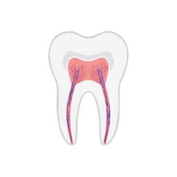Tooth anatomy cross section vector illustration
