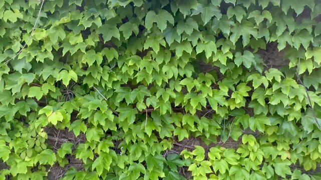 A dense layer of vibrant green ivy leaves and creeping vines completely covers a wall structure on a bright sunny summer daytime afternoon