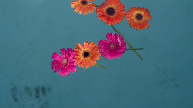 Bright orange and pink gerbera daisies gently float on a serene blue water surface, creating a peaceful and decorative scene.