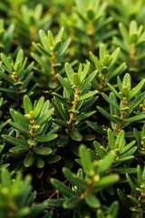 Obraz premium Close-up rich evergreen honeysuckle shrub. Dense foliage displays vibrant green leaves texture. Natural plant detail offers calming background element. Suitable for botanical studies garden design