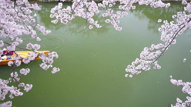 姫路城の濠に咲いた桜と観光船