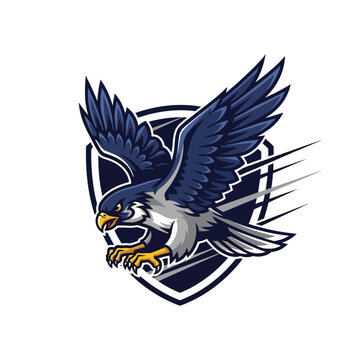 Dynamic hawk mascot illustration with shield emblem for sports teams.
