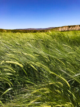 Grain stalks blowing in the wind in a field with blue skies behind