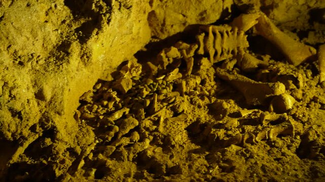 Fossilized skeleton bone remains of an extinct New Zealand moa bird resting on the dirt floor of a dark limestone cave.