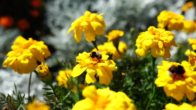 Bees pollinating vibrant yellow flowers, biodiversity, gardening, agriculture and environment view.