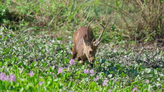 A majestic Barasingha deer with antlers grazes among vibrant green aquatic plants and purple flowers in a natural wetland habitat.