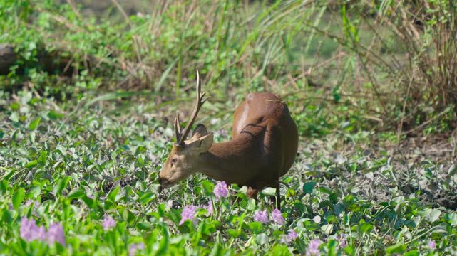 A beautiful wild hog deer with antlers grazes peacefully in a vibrant green and purple natural habitat, showcasing authentic wildlife.