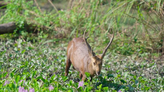 A majestic wild deer with antlers grazes peacefully among green aquatic plants in a natural wetland habitat.