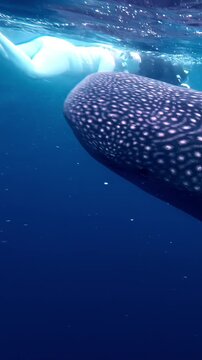 Blue ocean scene with schools of fish and diving people near surface.