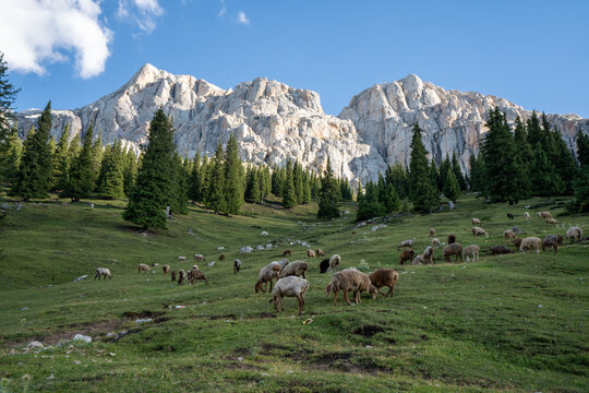 Alpine mountain scenery of Ili Valley Xinjiang China, grassland forest and rocky peaks at sunrise