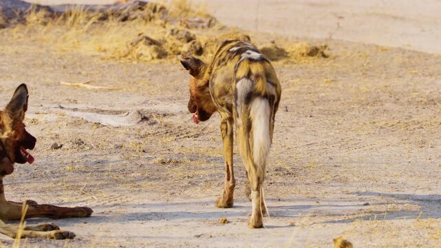 Rare glimpse of a Wild Dog (Lycaon pictus) with a tracking collar, monitored by conservationists in the Okavango Delta's Moremi Game Reserve. The dog's vibrant coat. 
