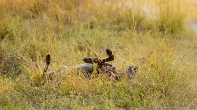 African Wild Dog (Lycaon pictus) stretches its lean body in the savannah, arching its back and extending its claws. 