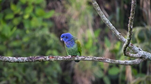 Colorful blue and green bird, perched on branch, tropical forest background, wildlife photography