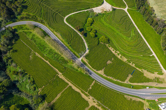 Aerial view of the Gorreana Tea Plantation featuring lush green tea rows and a winding road cutting through the agricultural landscape in Maia, Acores, Portugal.
