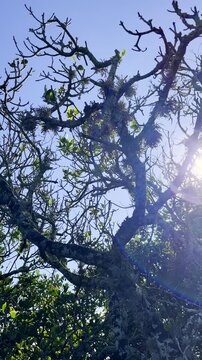 Vertical upward view of mosses growing on coastal vegetation with sun rays