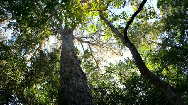 Ancient yellowwood (Podocarpus falcatus) towers above trees in Knysna forest