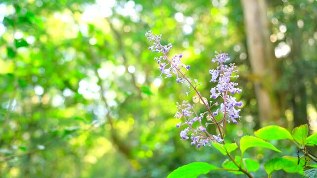 Pretty purple spurflowers in bloom in Knysna forest among lush green vegetation