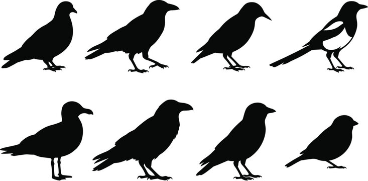 Black bird silhouettes collection featuring corvids, ravens, crows, and common city birds isolated on white background