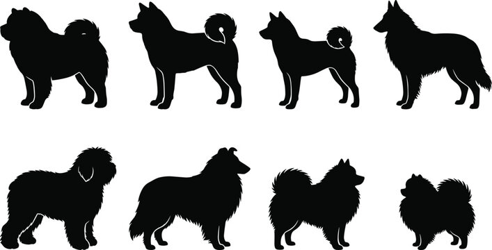 Fluffy dog breeds silhouette collection featuring chow chow samoyed pomeranian collie and spitz isolated on white background