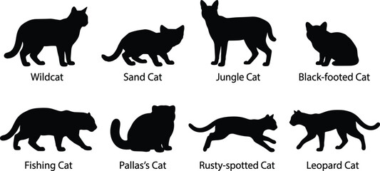 Wild cat species silhouette collection with text labels featuring wildcat sand cat pallas cat and leopard cat © MdHasmot