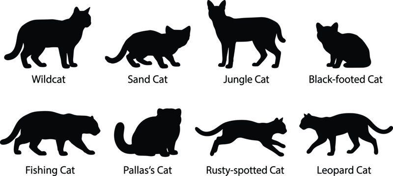 Wild cat species silhouette collection with text labels featuring wildcat sand cat pallas cat and leopard cat