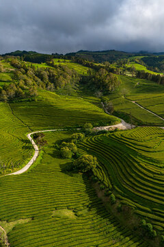 Aerial view of the lush green terraced rows of the Gorreana Tea Plantation with winding dirt paths and surrounding hills under a cloudy sky in Maia, Acores, Portugal.