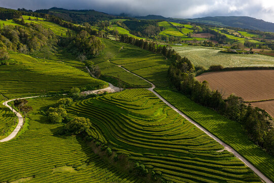 Aerial view of the lush green terraced rows of the Gorreana Tea Plantation, featuring winding dirt paths and rolling hills under a cloudy sky in Maia, Acores, Portugal.