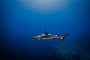 Obraz premium shark in palau