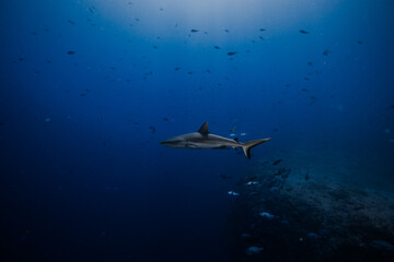 Fototapeta premium shark in palau
