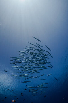 fish schooling in palau