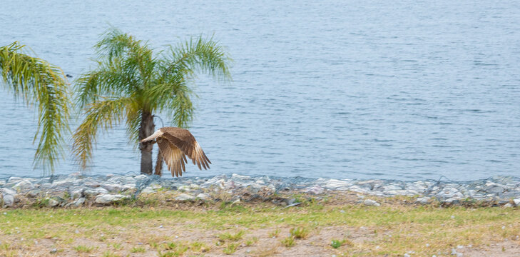 Carancho (Caracara plancus) sobrevolando el Lago Piedras Moras en C&oacute;rdoba, Argentina