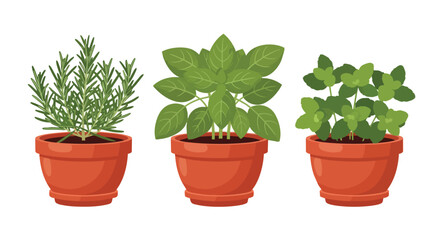 Fototapeta premium Three Potted Aromatic Kitchen Herbs Isolated on White Background with Rosemary Basil and Mint Foliage
