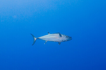 Fototapeta premium shark in palau