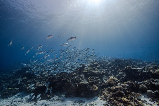 fish schooling in palau