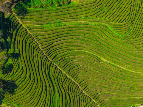 Aerial view of the lush green rows of the Gorreana Tea Plantation, showcasing the intricate patterns of tea bushes on the rolling hills of Maia, Acores, Portugal.