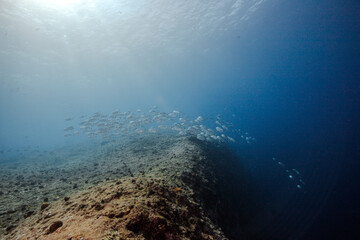 Fototapeta premium fish schooling in palau