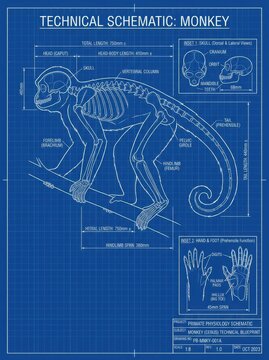 Monkey skeleton anatomy blueprint education learning