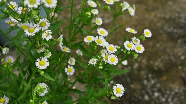 Erigeron flowers (or Daisy Fleabane) blooming in the garden. This flower is a valuable native wildflower that supports local ecosystems and serves practical medicinal and gardening purposes.
