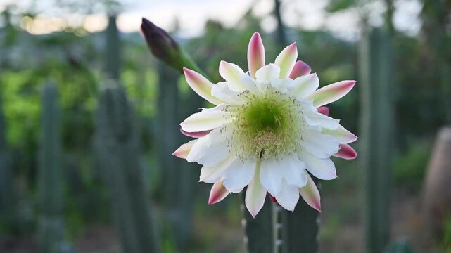 A bee while collecting nectar from Jamacaru cactus flower. Bees feed on and require both nectar and pollen.