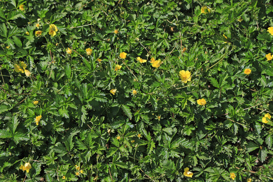 Yellow Cinquefoil (Potentilla) Flowers and Green Leaves in Sunlight