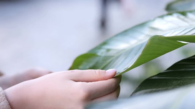 Hands gently hold a large green leaf, showcasing its texture and veins. Soft focus background suggests an outdoor, natural setting. Calm, curious touch reflects appreciation for nature's detail