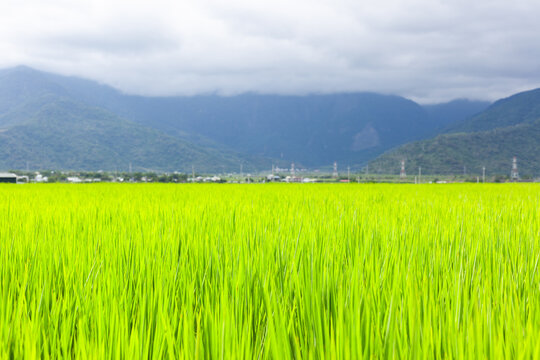 Vibrant green rice field in Chishang, Taiwan. Majestic mountains frame the horizon under a cloudy sky. Rural countryside showcases lush agricultural landscape.